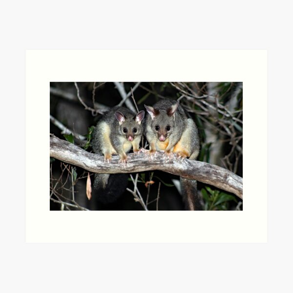 Item preview, © Australian brushtail possums designed and sold by GeoPipics.