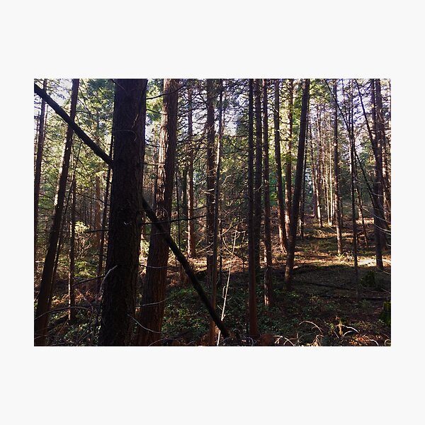 The forest Photographic Print