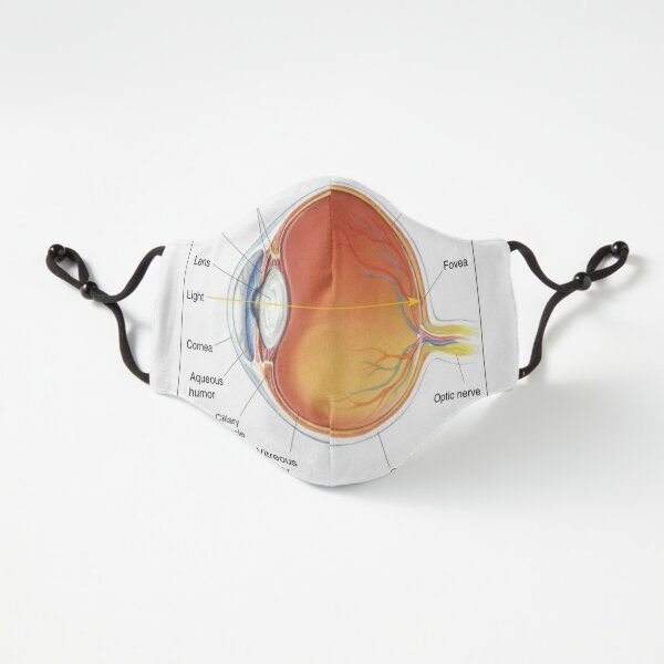 The eye diagram for kid's human anatomy diagrams Fitted 3-Layer