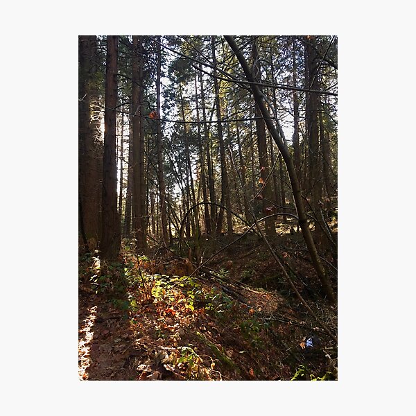 The Forest 2 Photographic Print