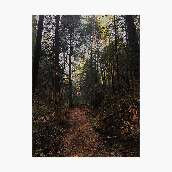 The Forest 3 Photographic Print