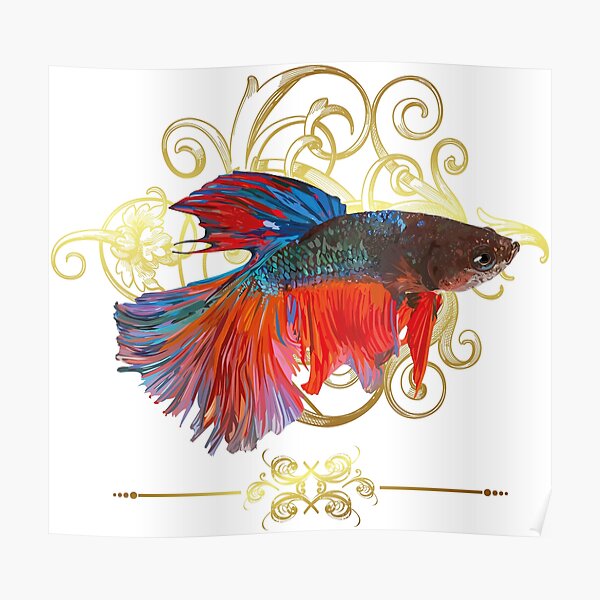 Betta fish Poster