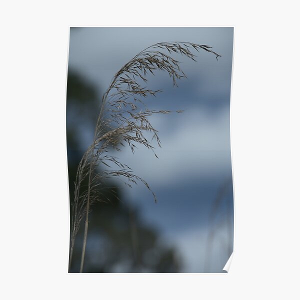 A reed in the wind Poster