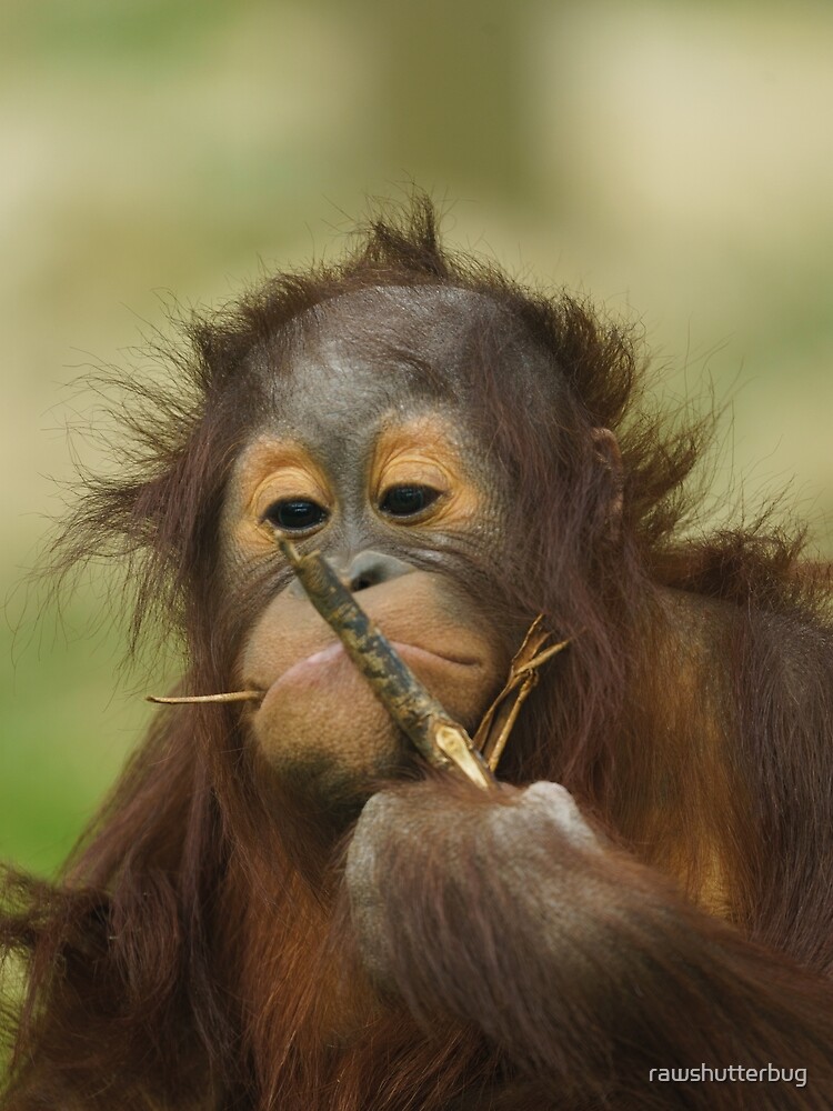 Funny Orangutan Baby Girl