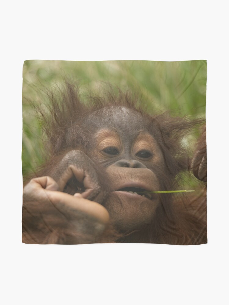 Orang Utan Baby Tuch Von Rawshutterbug Redbubble