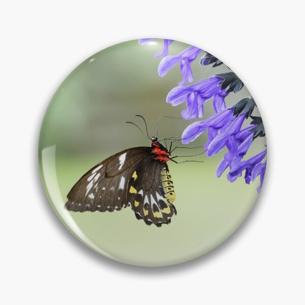Item preview, Cairns Birdwing designed and sold by Shae Nechwatal.