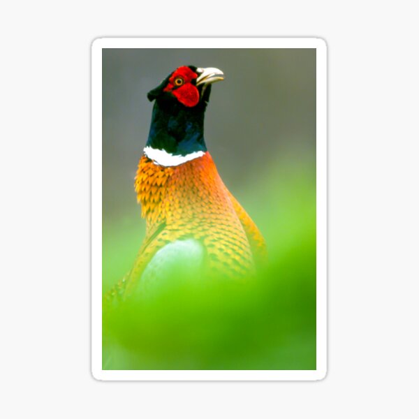 Balzender Fasan Sticker