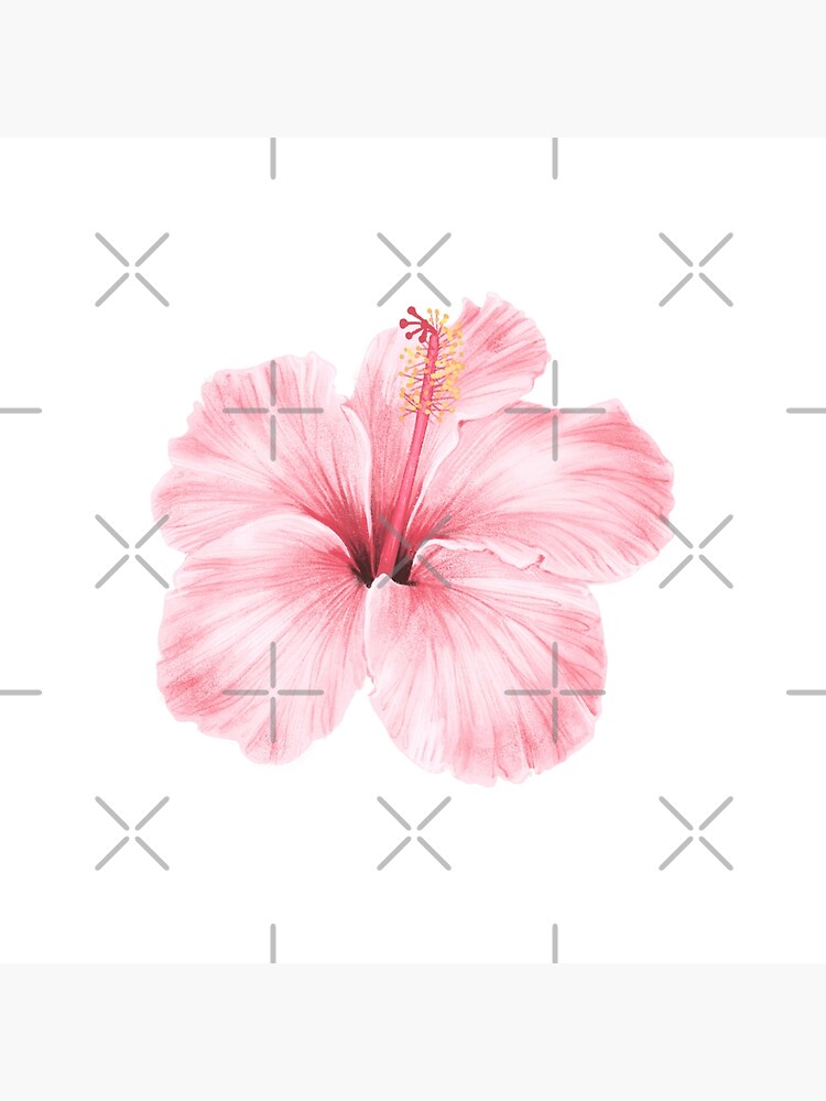 pink hibiscus flower drawing