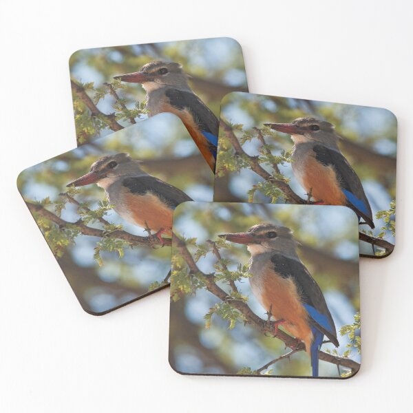 Item preview, Gray-hooded Kingfisher (Halcyon leucocephala) designed and sold by Out there! Photography.