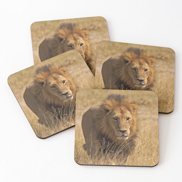 Item preview, Mature male lion designed and sold by Out there! Photography.