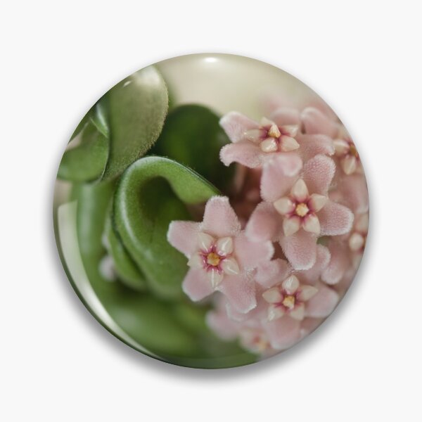 Item preview, Hoya Carnosa Compacta blossoms designed and sold by Arletta Cwalina.