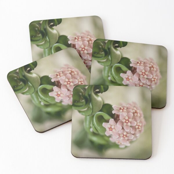 Item preview, Hoya Carnosa Compacta blossoms designed and sold by Arletta Cwalina.