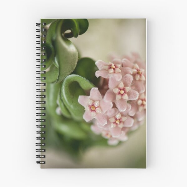 Item preview, Hoya Carnosa Compacta blossoms designed and sold by Arletta Cwalina.