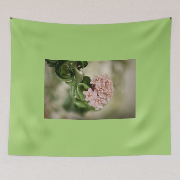Item preview, Hoya Carnosa Compacta blossoms designed and sold by Arletta Cwalina.