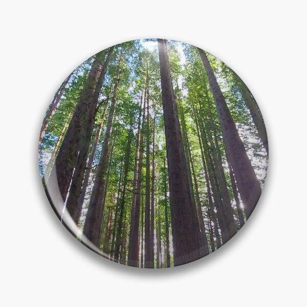 Item preview, Californian Redwood Trees - Otways NP (104051) designed and sold by Emmy Silvius.