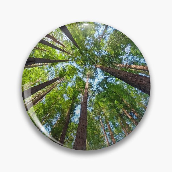 Item preview, Californian Redwood Trees - Otways NP (104105) designed and sold by Emmy Silvius.