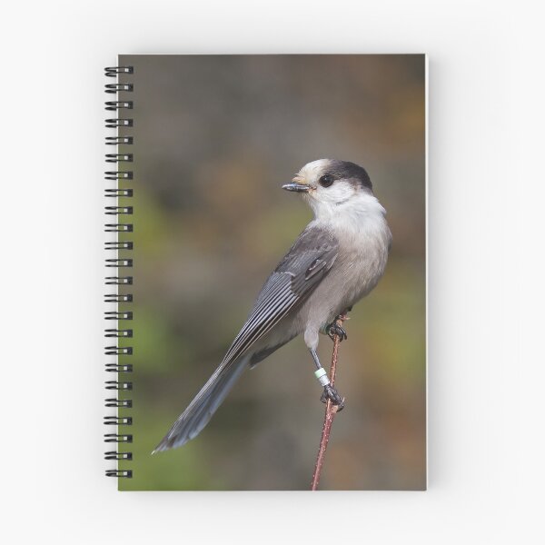 Item preview, Gray Jay in Algonquin Park designed and sold by James Cumming.