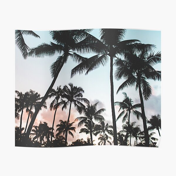 Palm trees Sunset Poster