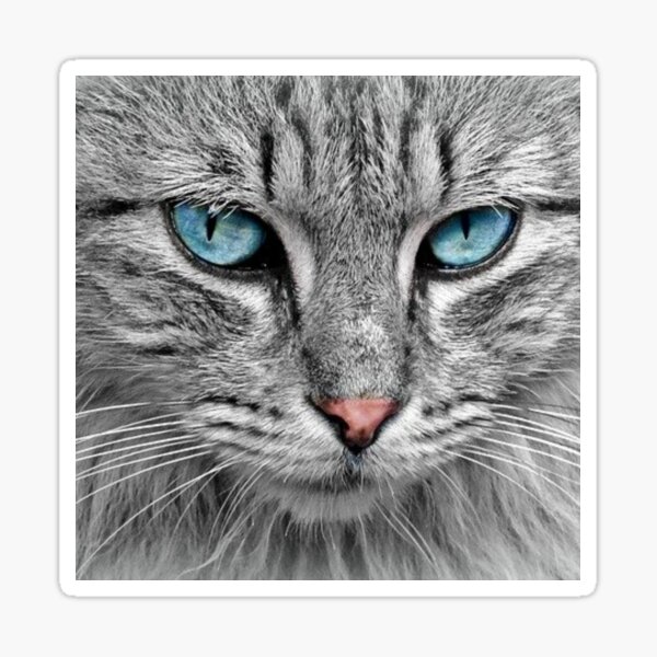 Blue Eyed Cat Close Up Sticker