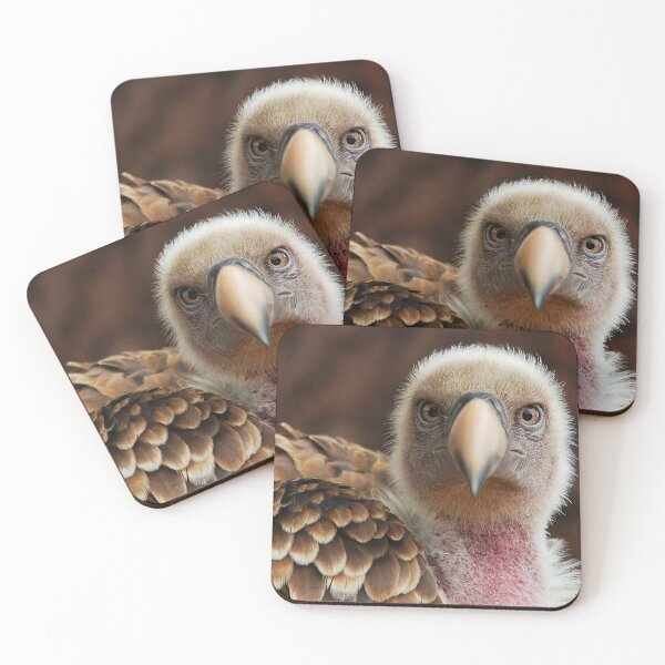 Item preview, Griffin Vulture (Gyps fulvus)  designed and sold by Steve Liptrot Photography.