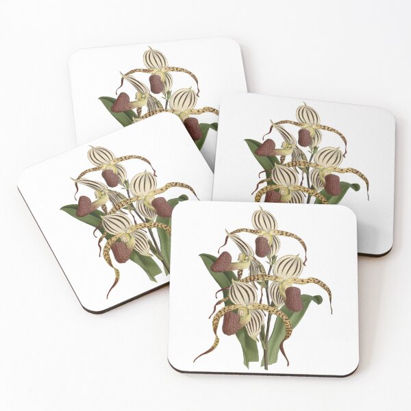 Item preview, Paphiopedilum stonei (orchid) designed and sold by Ecologos.