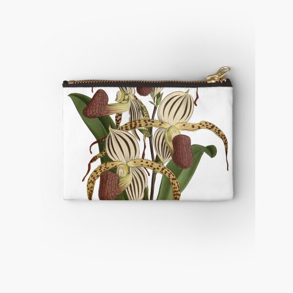 Item preview, Paphiopedilum stonei (orchid) designed and sold by Ecologos.