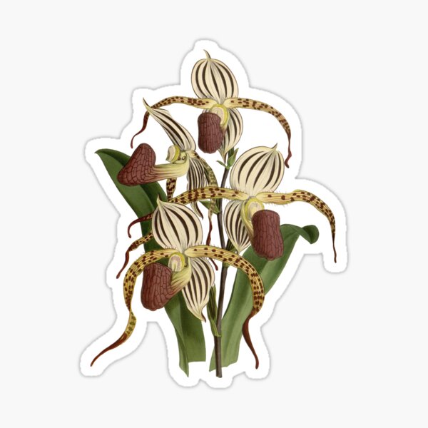 Item preview, Paphiopedilum stonei (orchid) designed and sold by Ecologos.