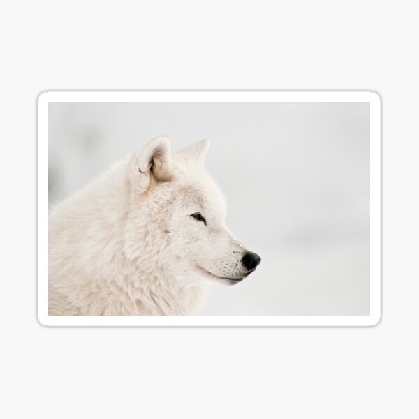 Arctic Wolf Sticker