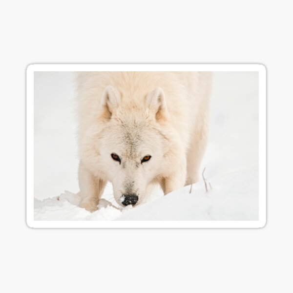 Arctic Wolf Sticker