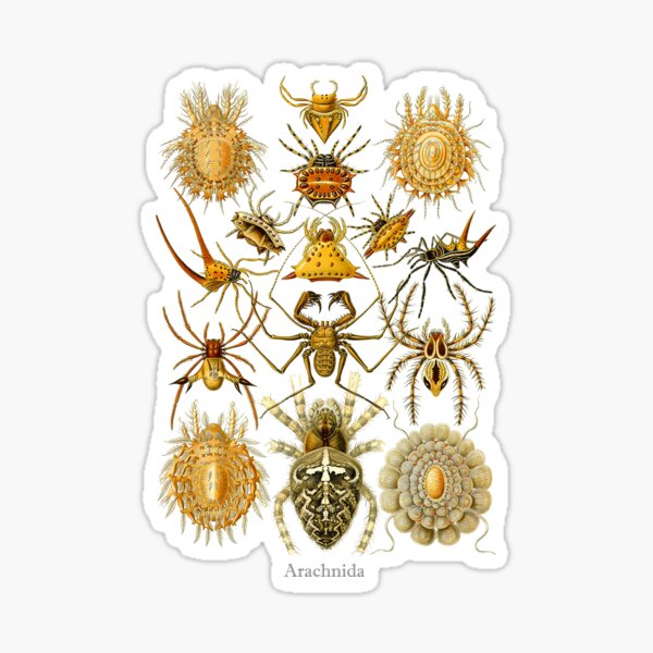 Item preview, Arachnida by Haeckel designed and sold by Ecologos.