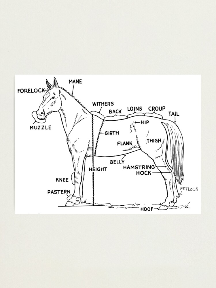 Horse anatomy Photographic Print
