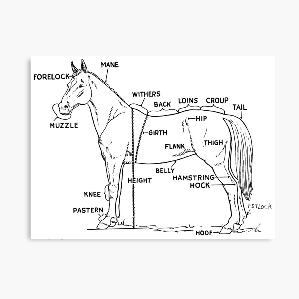 Horse anatomy Photographic Print