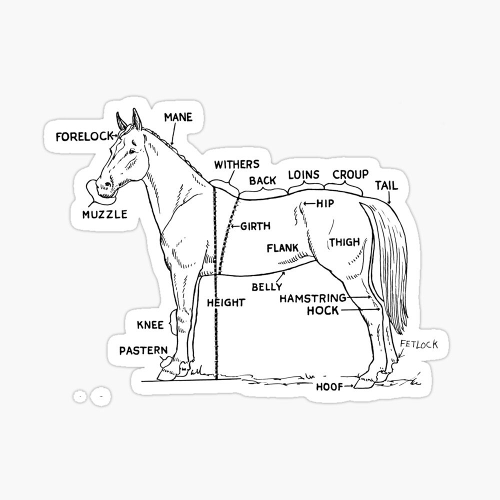Horse anatomy Photographic Print