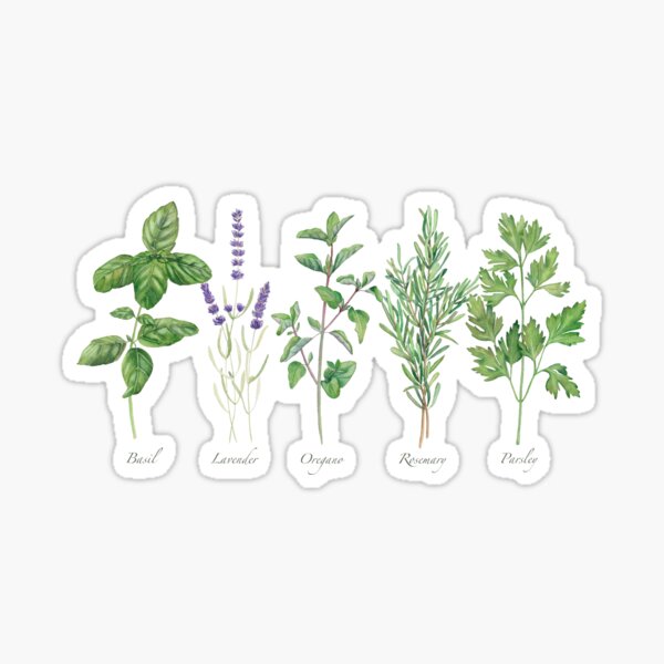 Item preview, Culinary herbs painting  designed and sold by InnaPatiutko.