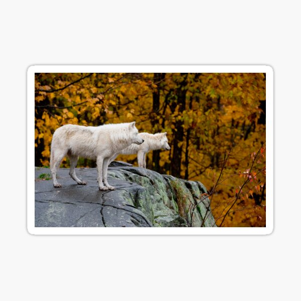 Arctic Wolves Sticker