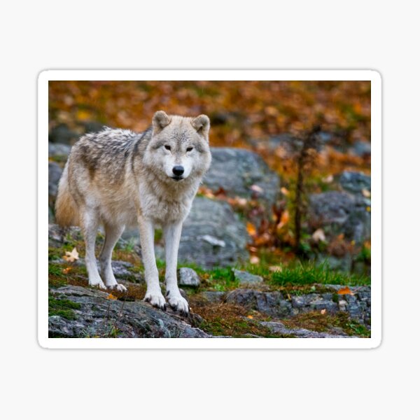 Arctic Wolf Sticker