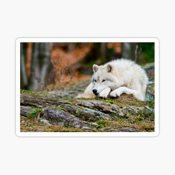 Arctic Wolf Sticker