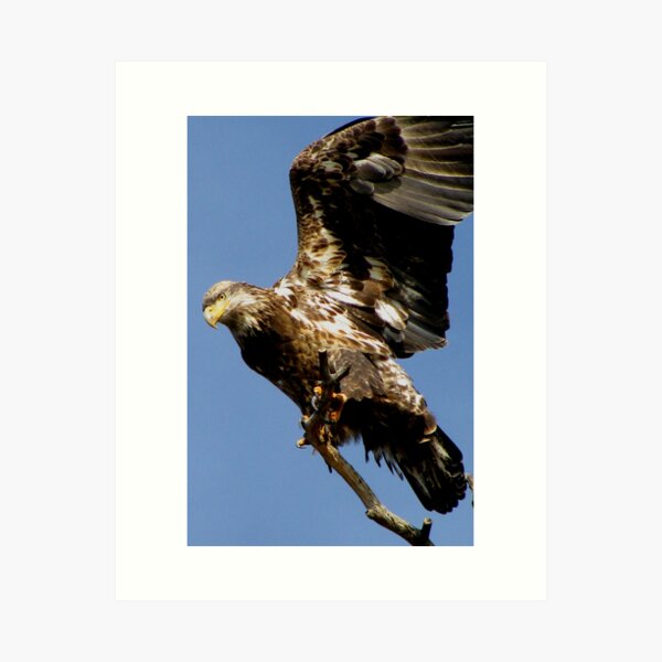 Item preview, Taking Off designed and sold by Jan Landers.