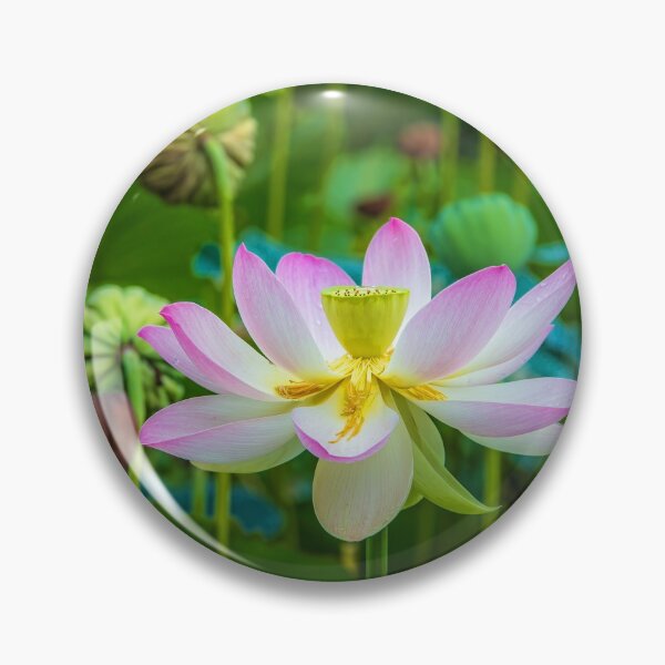 Item preview, USA. New Jersey. Grounds for Sculpture Park. Lotus. designed and sold by vadim19.