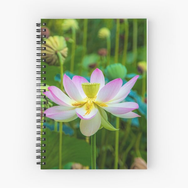 Item preview, USA. New Jersey. Grounds for Sculpture Park. Lotus. designed and sold by vadim19.
