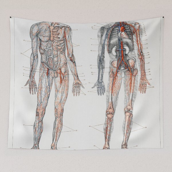 Item preview, Vintage Bloodflow Anatomy Poster designed and sold by redoARTstore.