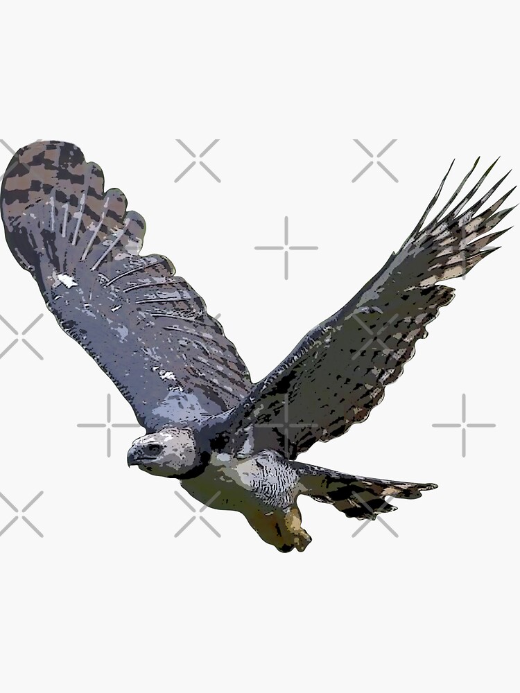 Premium Vector  Harpy eagle flying. flat vector hand drawn