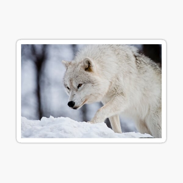 Arctic Wolf Sticker