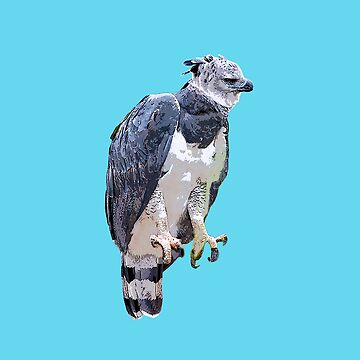Harpy eagle perched on a branch tattoo idea