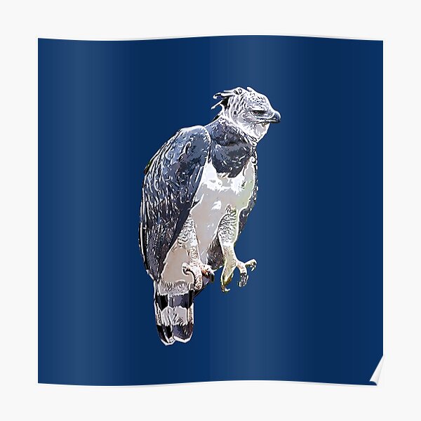 Adler Steinadler Harpyie Greifvögel Original Harpy eagle Druck anno 1896 