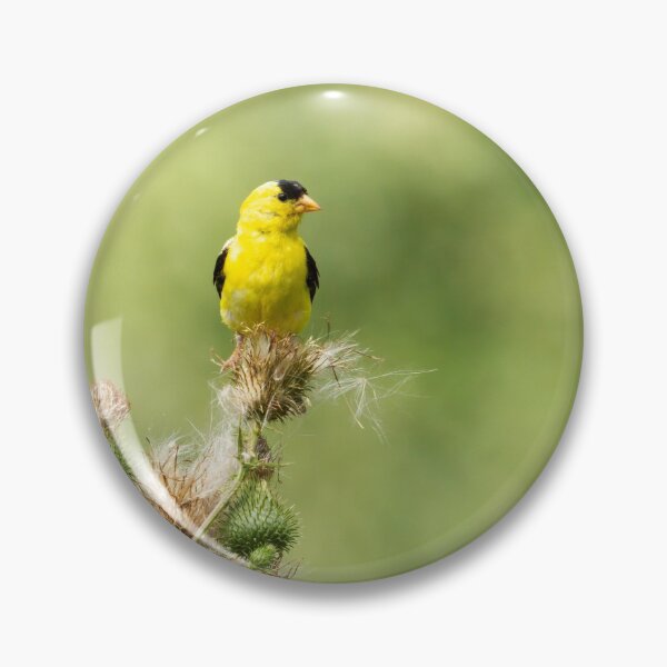 Item preview, American Gold Finch 2013-4 designed and sold by Thomasyoung.