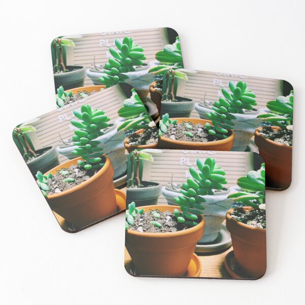 Item preview, Burro's Tail Succulent designed and sold by grdnstplantmom.