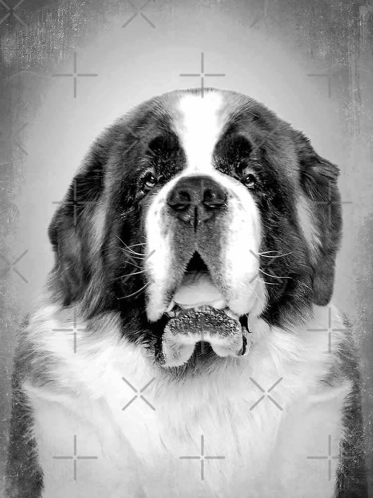 Empire Art Direct Saint Bernard Black and White Pet Paintings on