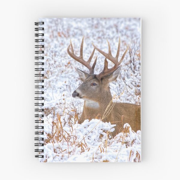 Item preview, White tailed deer at rest. designed and sold by CanadianWild418.
