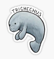 Manatee (Trichechus) Sticker